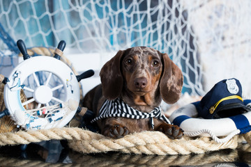 Dachshund puppy sailor and sea decorations