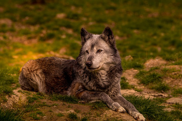 TIMBERWOLF