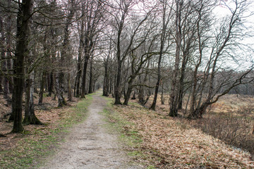 Fototapeta premium Dirt road in a forest besides heath with a cloudy sky