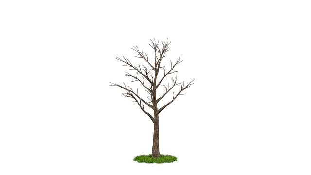 3d rendering of a growing realistic tree isolated on white background