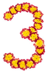 Numeral 3, three, from natural flowers of primula, isolated on white background