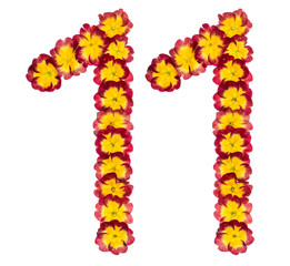 Numeral 11, eleven, from natural flowers of primula, isolated on white background