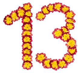 Numeral 13, thirteen, from natural flowers of primula, isolated on white background