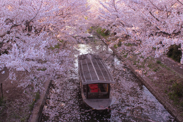 京都　伏見　桜と十石船