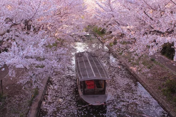 Crédence de cuisine en verre imprimé Kyoto 京都　伏見　桜と十石船