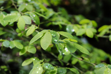 Rain Drops on Soft Foliage, Pacific Northwest Rain Forest 