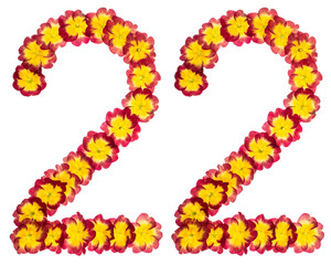 Numeral 22, twenty two, from natural flowers of primula, isolated on white background