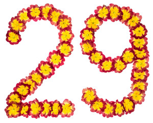 Numeral 29, twenty nine, from natural flowers of primula, isolated on white background
