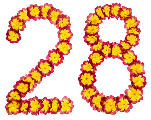 Numeral 28, twenty eight, from natural flowers of primula, isolated on white background
