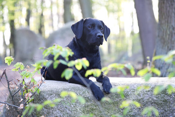 Junger Labrador im Wald