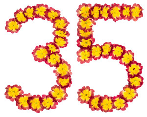 Numeral 35, thirty five, from natural flowers of primula, isolated on white background