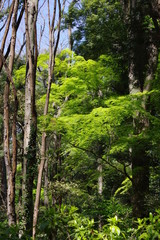 森林の風景