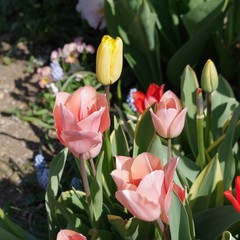 公園のチューリップ