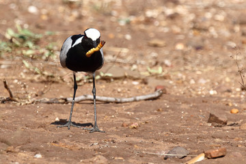 Waffenkiebitz / Blacksmith lapwing / Vanellus armatus