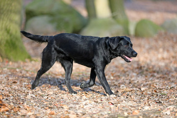 Junger Labrador im Wald