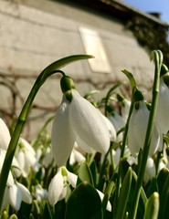 snowdrops in the snow