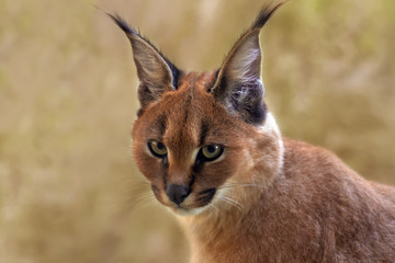 Portrait Karakal - Caracal caracal - Kitten,  Jungtier