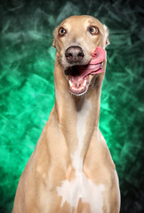 Greyhound dog on green background