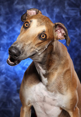 Surprised Greyhound dog on blue background