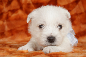 West highland white terrier puppy