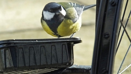 Obraz na płótnie Canvas Great Tit feeding from bird table in Ireland