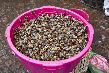 many food snails in a tub