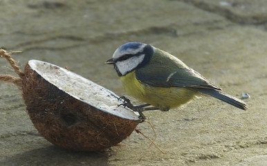 Great Tit feeding from Insect Coconut Suet Shells in Ireland