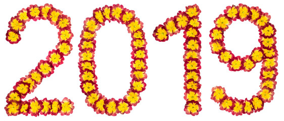 Inscription 2019, from natural flowers of primula, isolated on white background