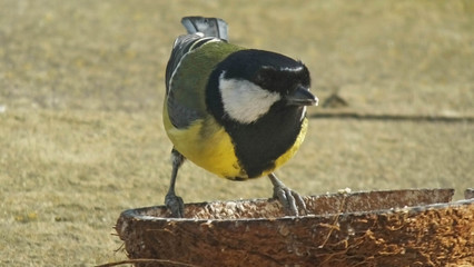 Great tit feeding from the ground