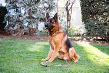 Fototapeta na wymiar German Shepherd dog outdoor portrait in nature