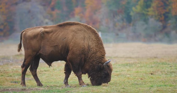 Wisent (European bison) grazing the glade pasture fresh grass in autumn forest, free wild animal