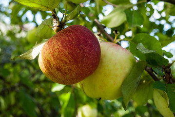 Apple tree