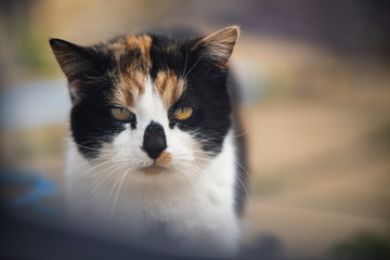 Portrait of a cat with golden eyes and blurred background
