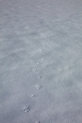 bobcat morning prowl