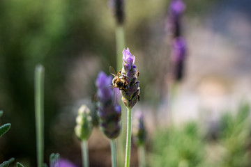 Lavanda y abeja en primer plano 