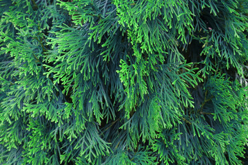 Green branches of the Arborvitae with a natural blue tint background for design.