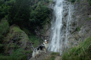 Naklejka na ściany i meble dog on the waterfall. Pet on the nature, rest. Australian Shepherd