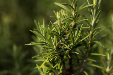 Romero en primer plano 
