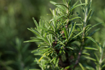 Romero en primer plano 