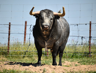 bull in spainn
