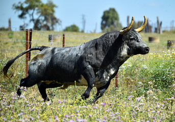 toro