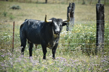 toro en campo español