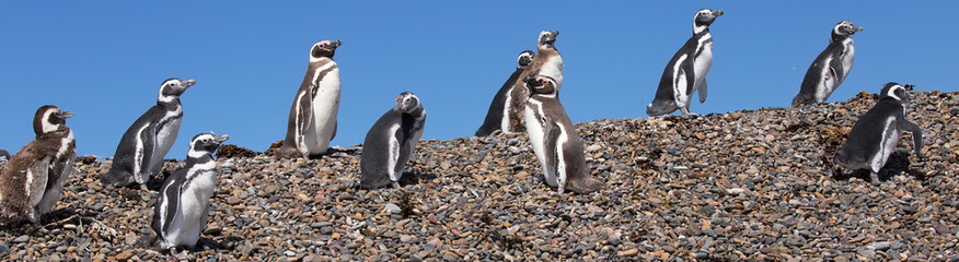 Magellanic penguins, Punta Ninfas, Argentina