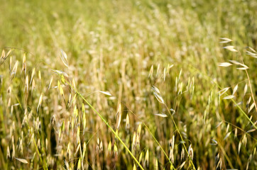 Defocused background of spring wild oat  field .