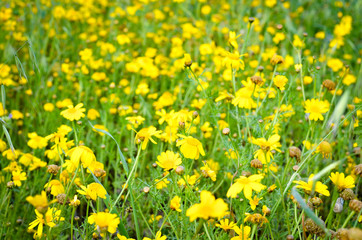 Field of bright yellow flowers of the corn marigold  during spring . Blurred background