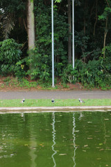 three birds accompanying two poles and a tree, giving symmetry to the photo with its reflections