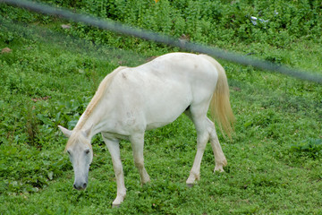Obraz premium beautiful white horse loose on a ground