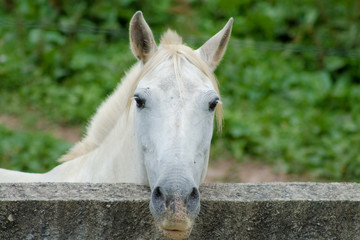 beautiful white horse loose on a ground