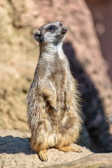 Meerkats enjoy the sun and are alert