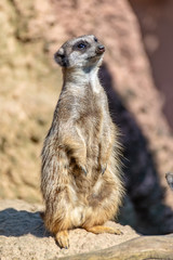 Meerkats enjoy the sun and are alert